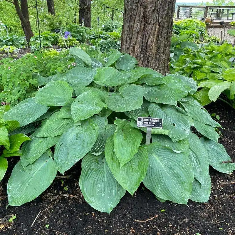 Hosta 'Blue Angel'