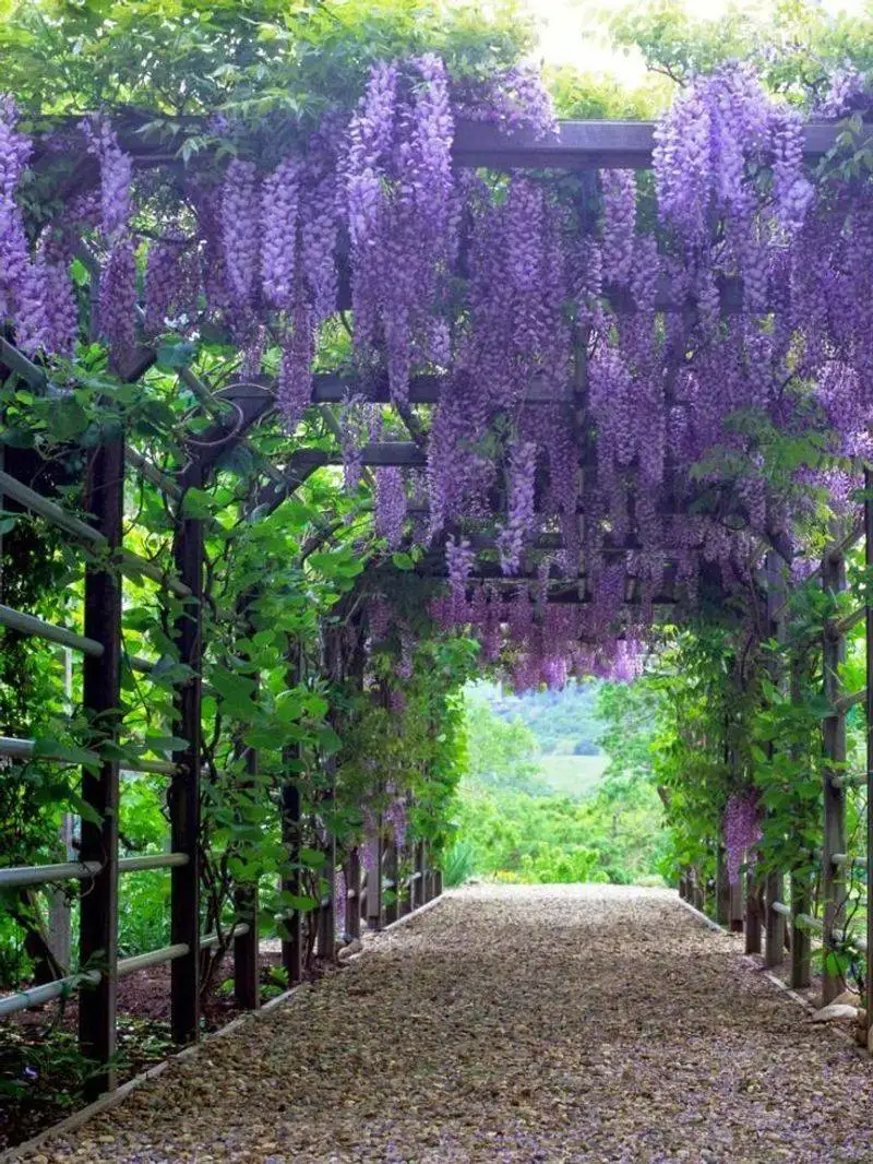 Wisteria