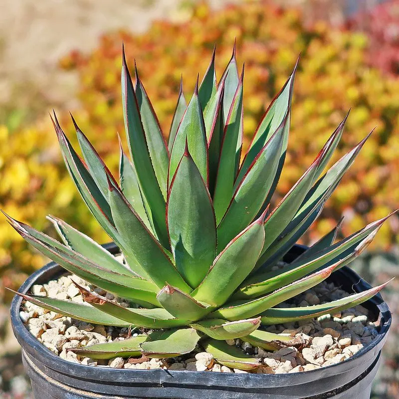 Blue Agave