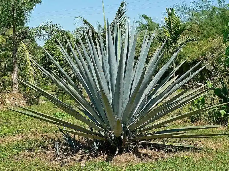 Blue Agave