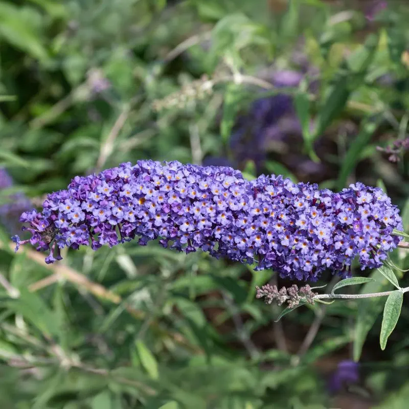 Blue Butterfly Bush (Buddleja davidii)