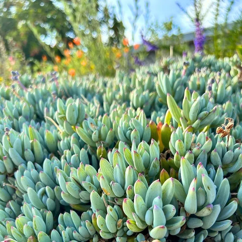 Blue Chalksticks