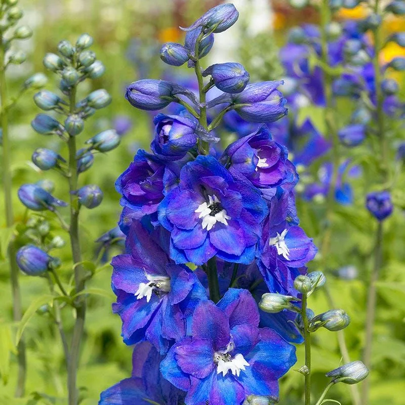 Blue Delphinium