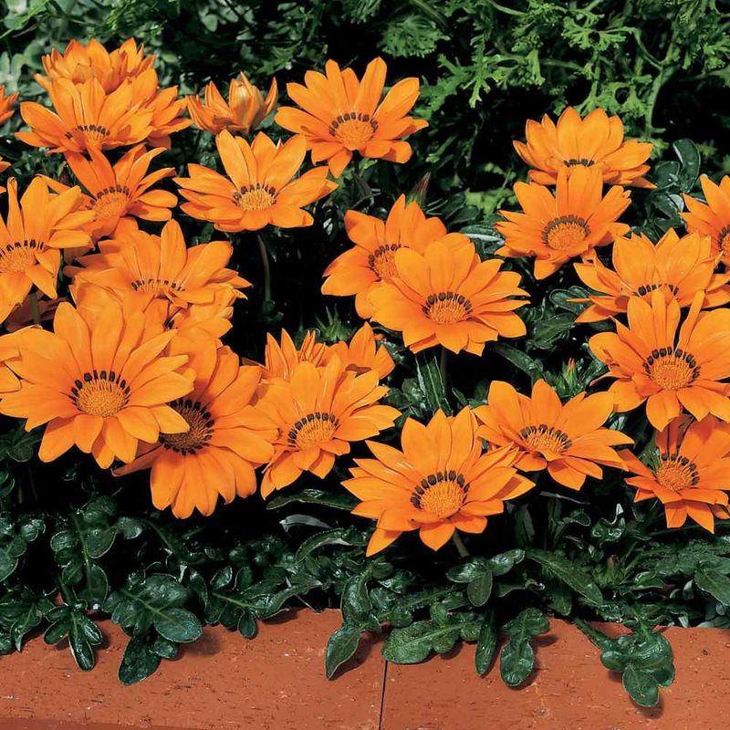 Gazania