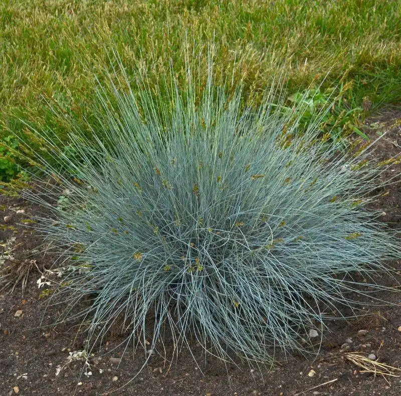 Blue Fescue (Festuca glauca)