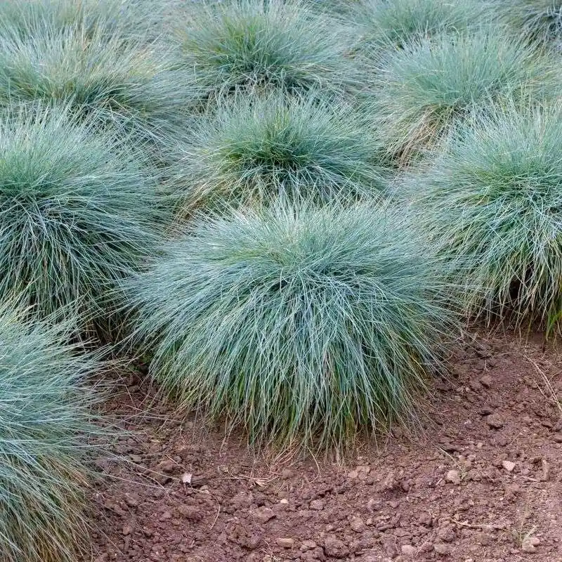 Blue Fescue (Festuca glauca)