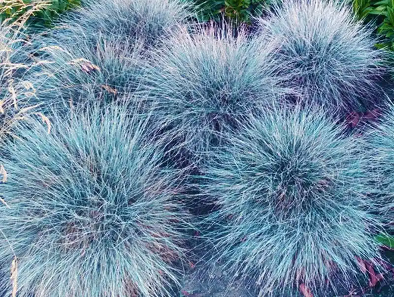 Blue Fescue