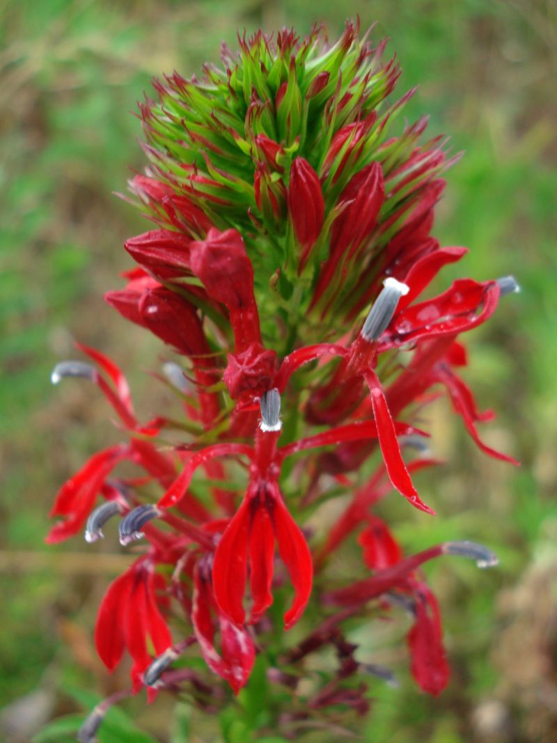 Cardinal Flower