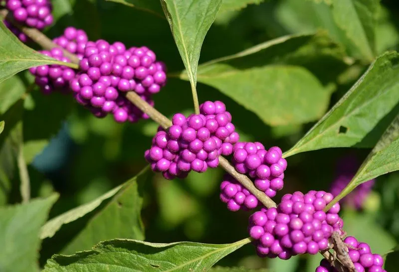American Beautyberry