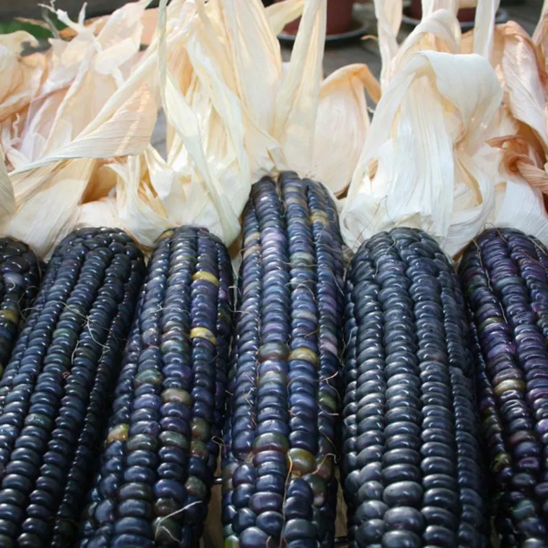Blue Hopi Corn