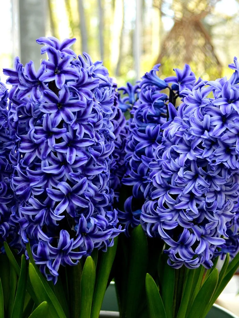 Blue Hyacinth