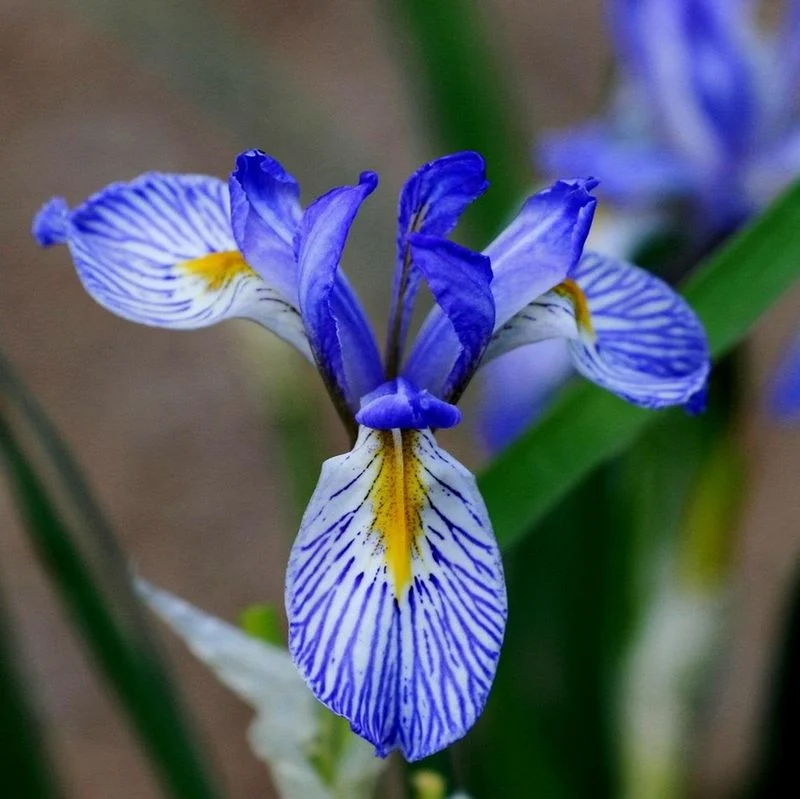 Blue Iris