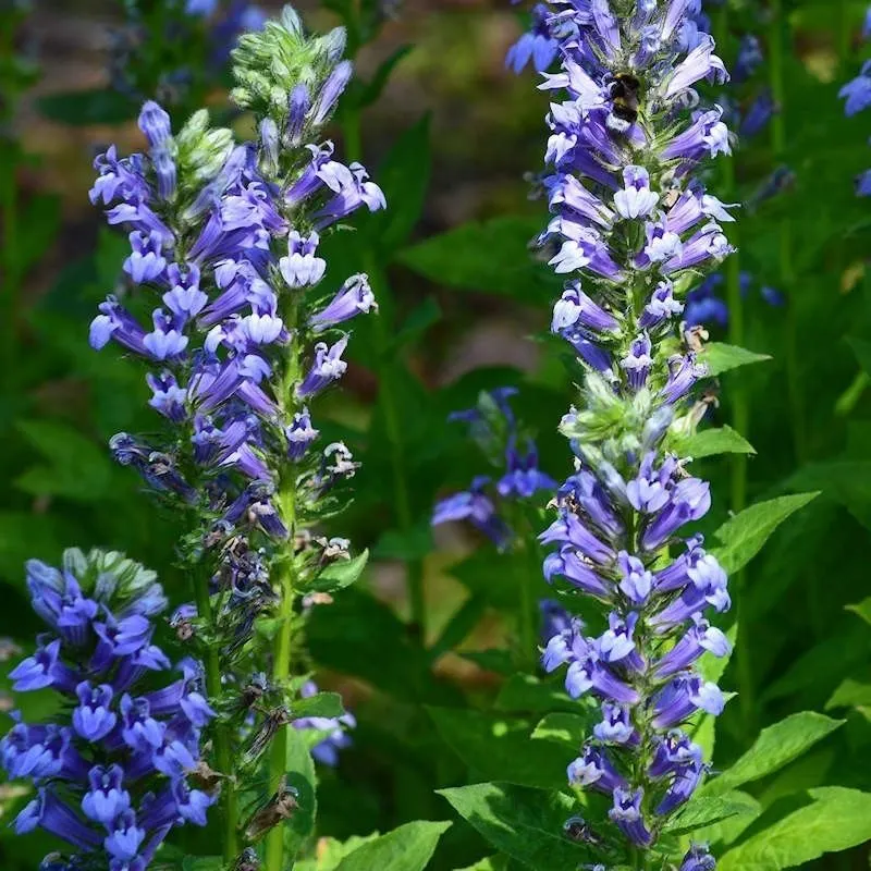 Blue Lobelia
