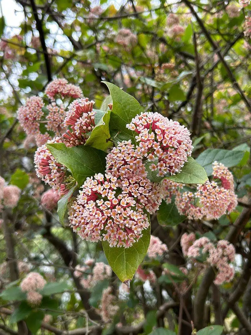 Rondeletia
