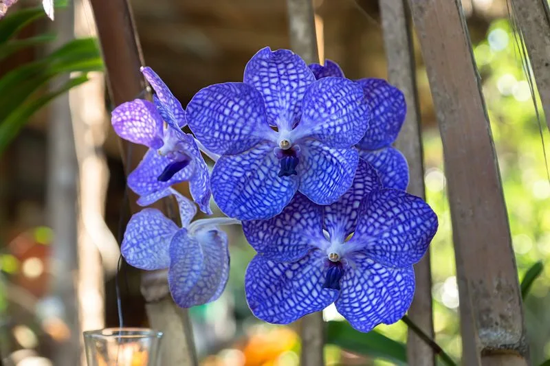 Blue Mist Orchid