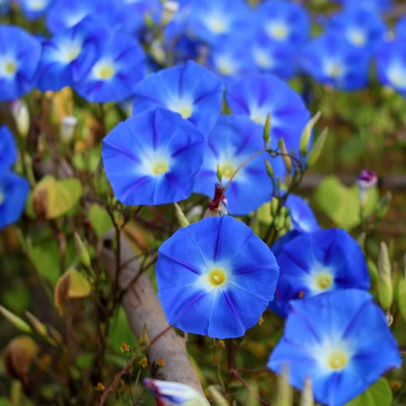 Blue Morning Glory