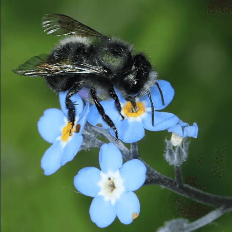 Blue Orchard Bee