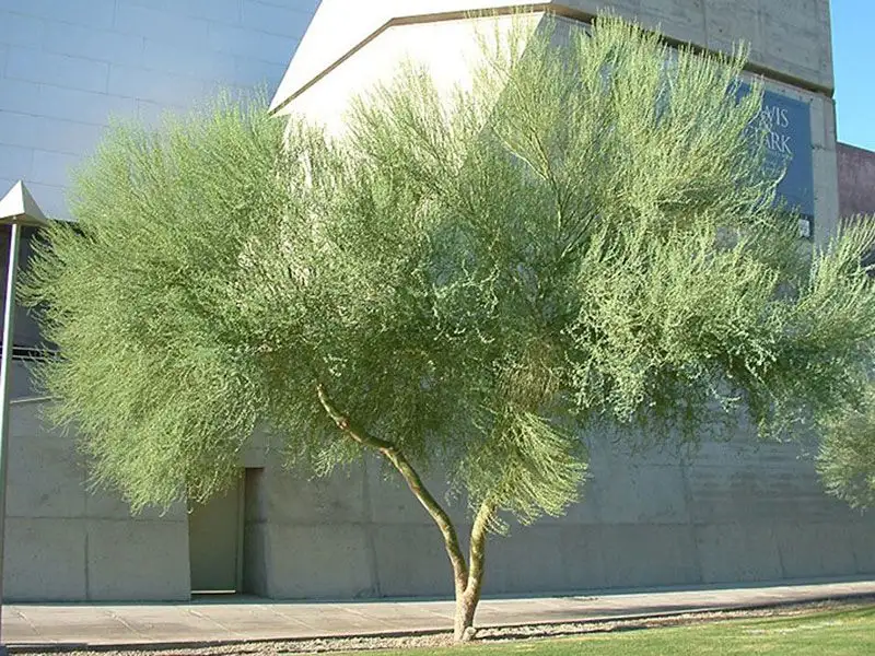 Blue Palo Verde