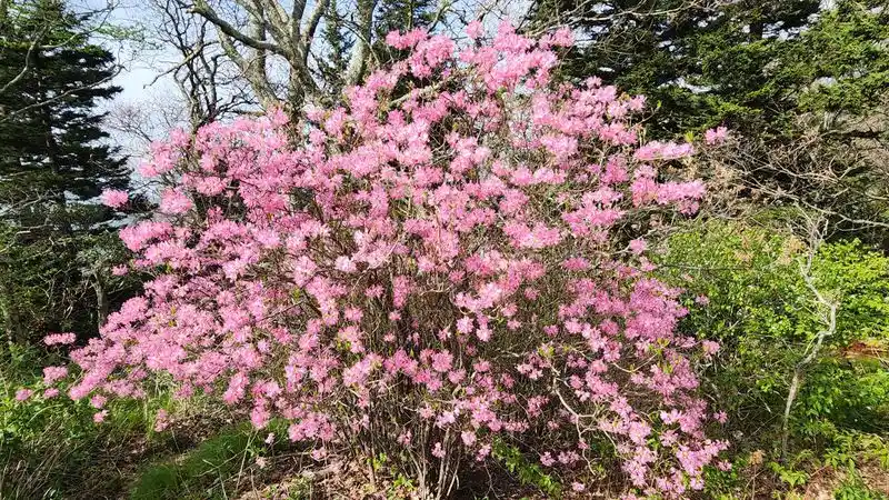 Rhododendron Vaseyi