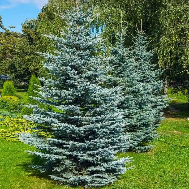 Blue Spruce