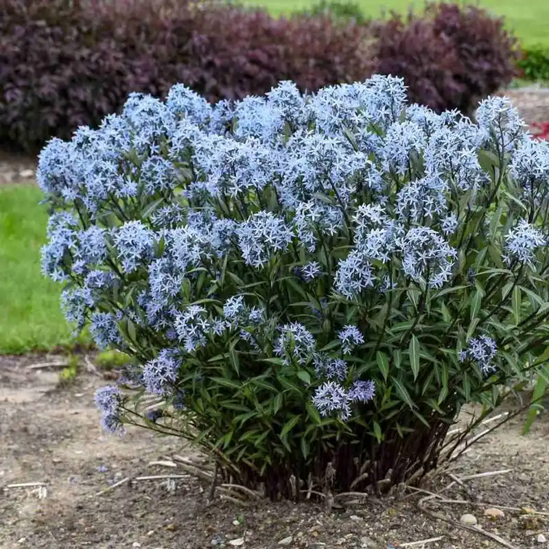 Blue Star Amsonia (Amsonia tabernaemontana)