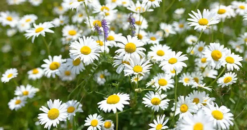 Lawn Chamomile