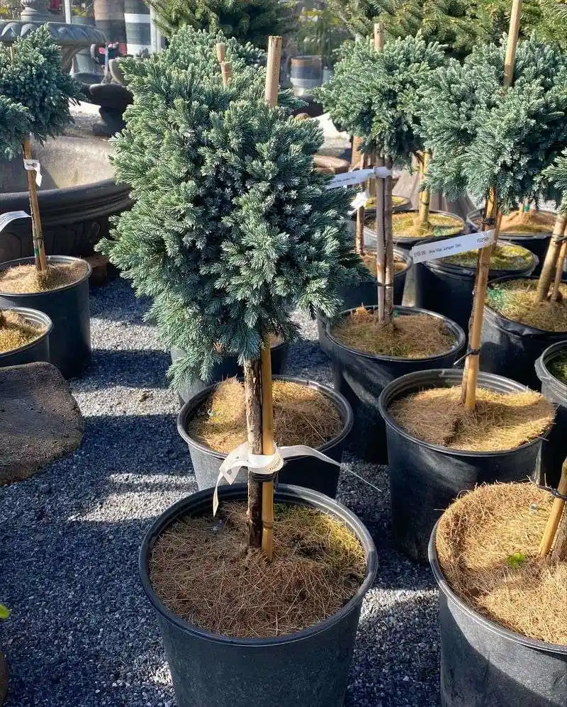 Blue Star Juniper