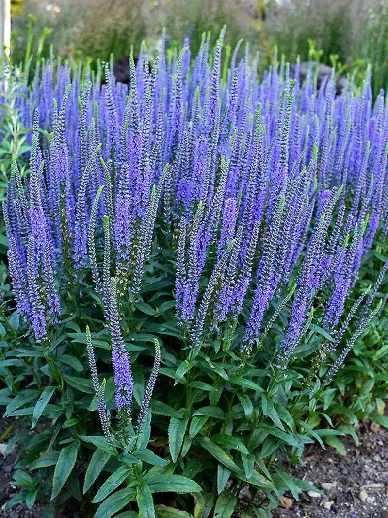 Blue Veronica (Veronica spicata)