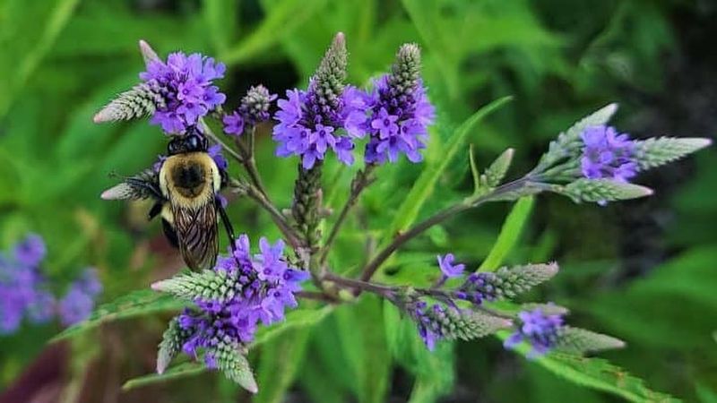 Blue Vervain