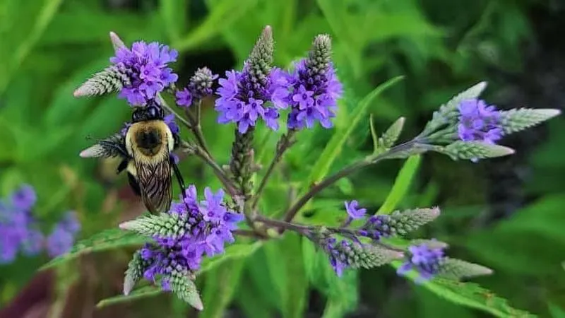 Blue Vervain