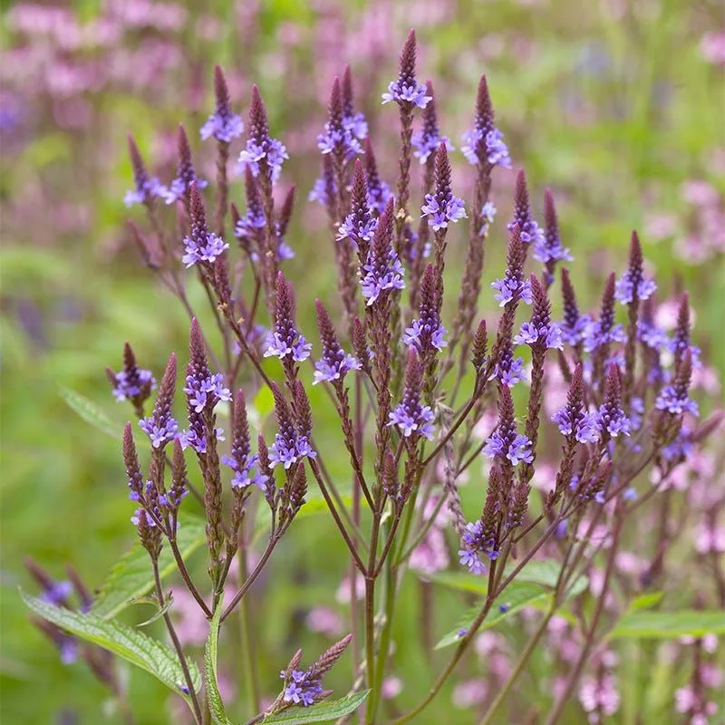 Blue Vervain