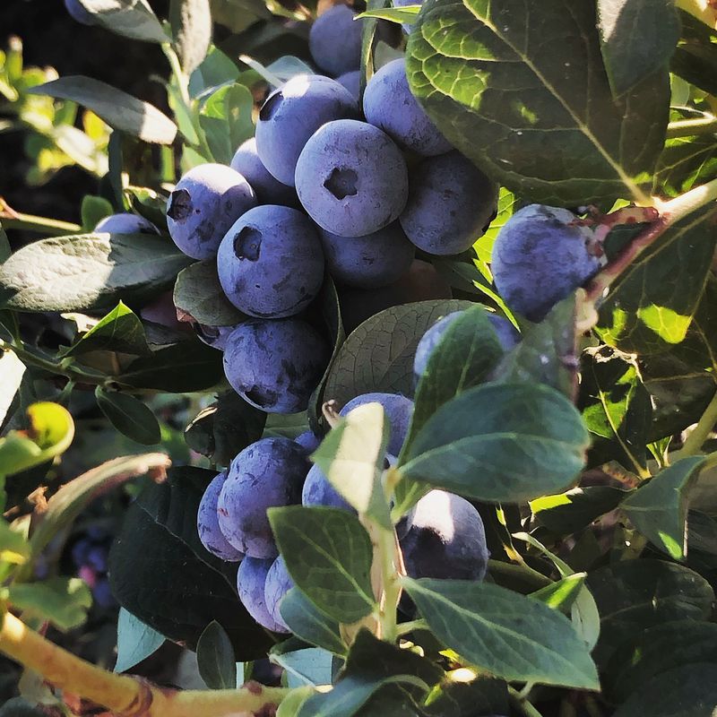 Blueberries
