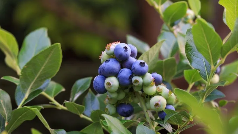 Blueberries: Bountiful and Beautiful