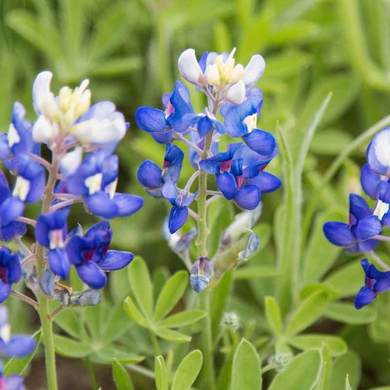 Bluebonnet