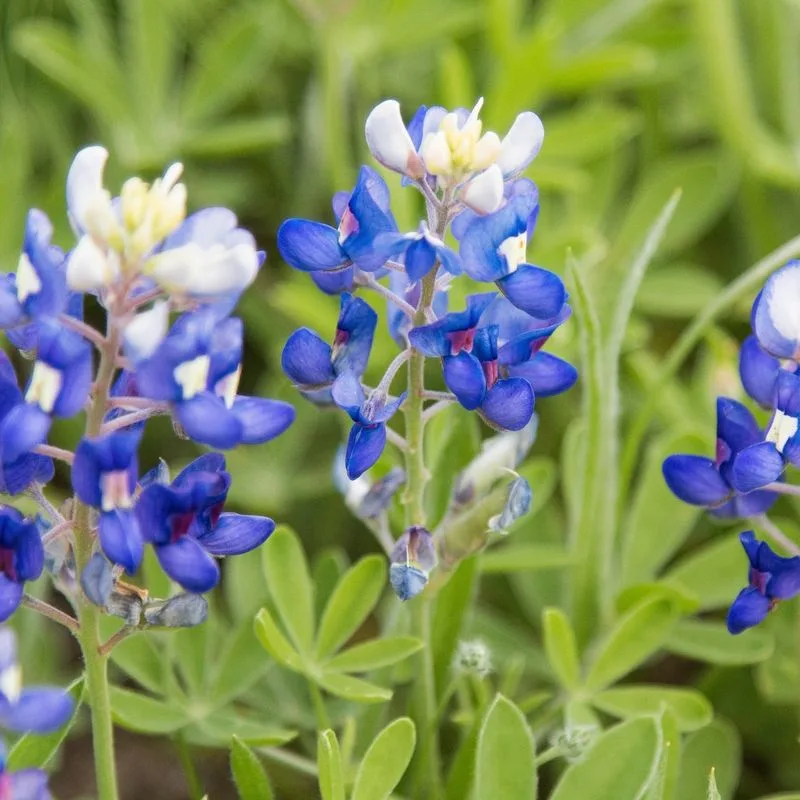 Bluebonnet