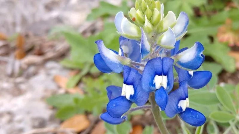 Bluebonnet
