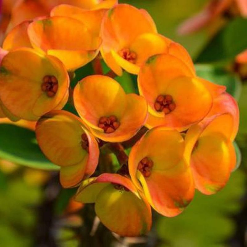 Orange Sunset Burst