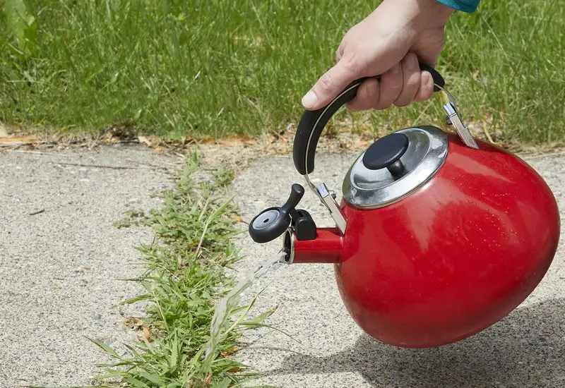 Boiling Water to Kill Weed Seeds