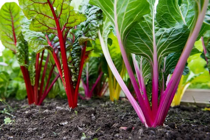 Swiss Chard