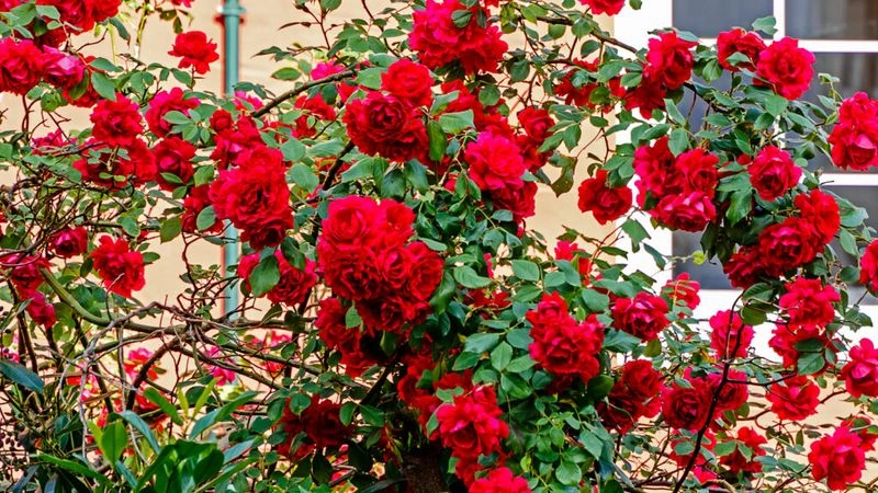 Bold Reds