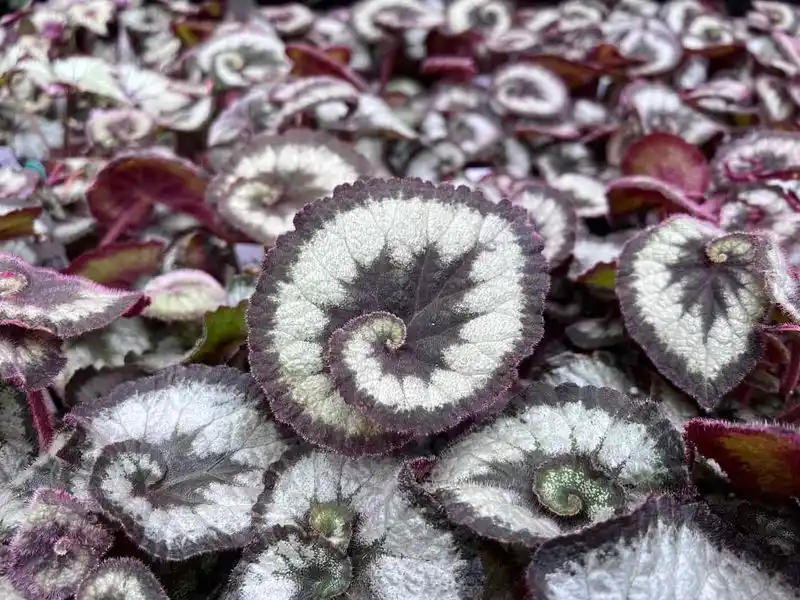 Rhizomatous Begonia