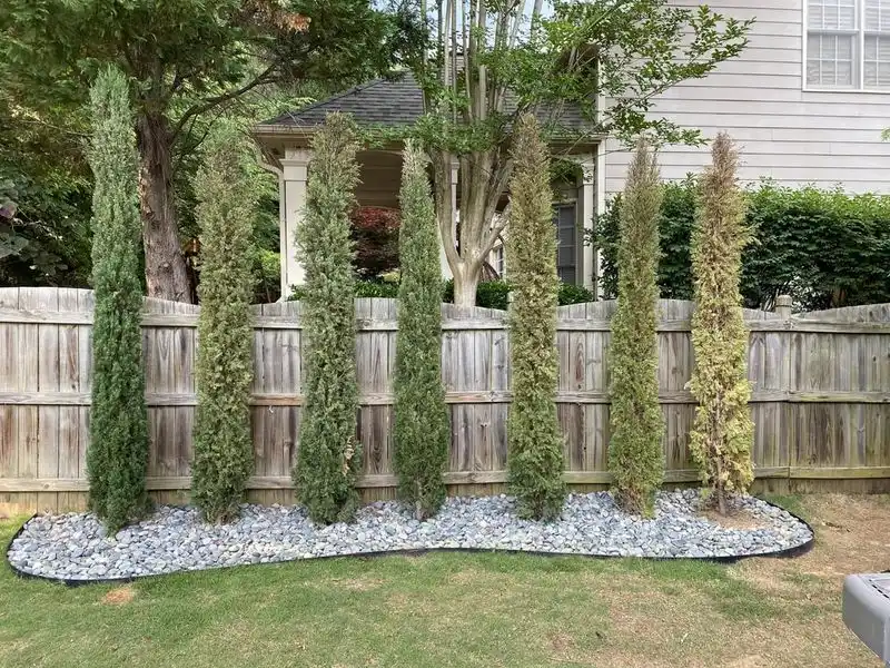 Cypress Tree