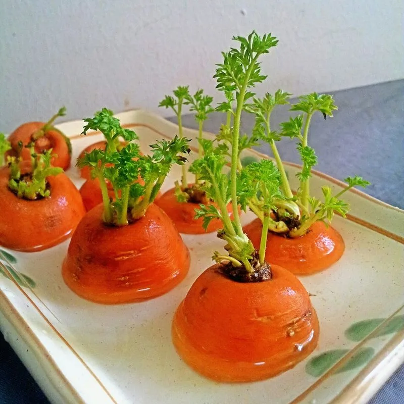 Bonsai Carrot Cultivation