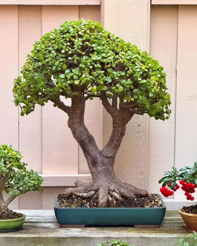 Bonsai