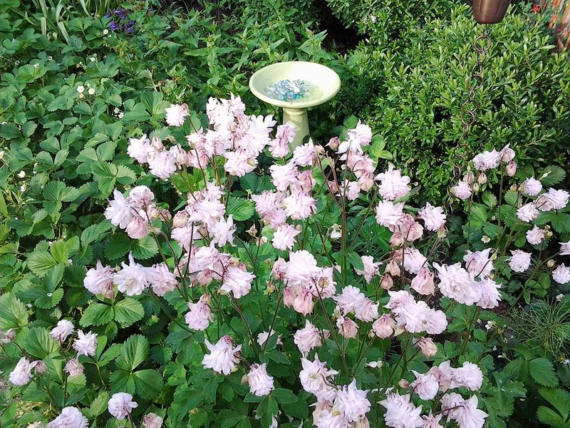 Boomers' Rose Gardens
