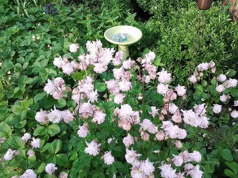 Boomers' Rose Gardens
