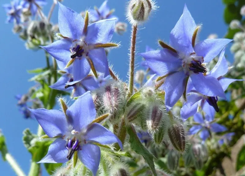 Borage