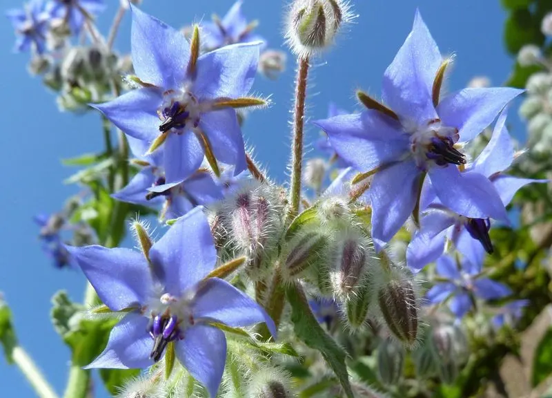 Borage
