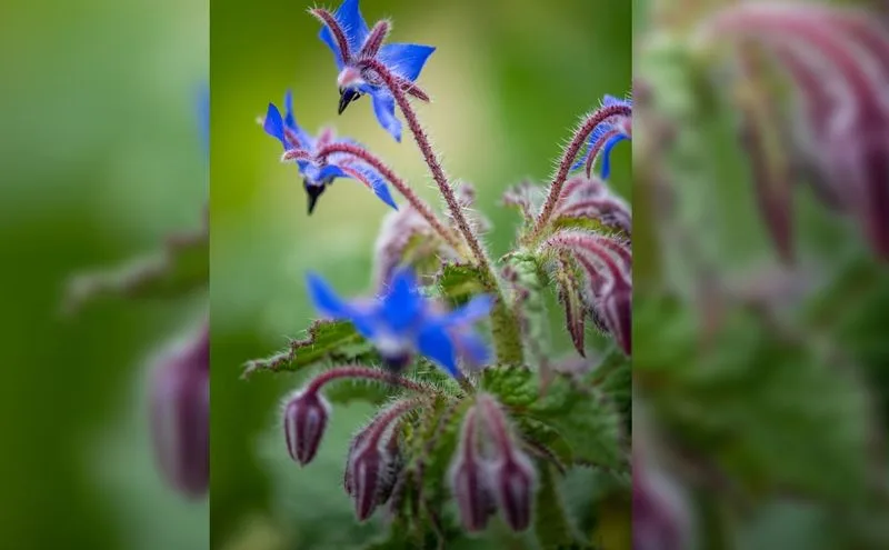 Borage and Tomatoes