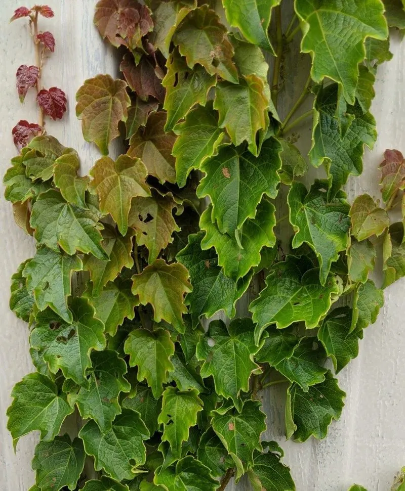 Boston Ivy
